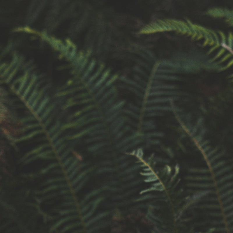 Sweet Fern: A Hidden Canadian Treasure for Skincare and Beyond - Arcana