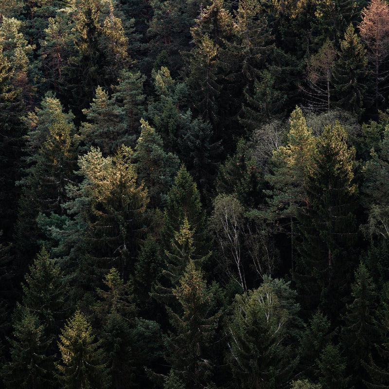 Whispers Across the Vastness: The Melancholy Thread in Canadian Music - Arcana