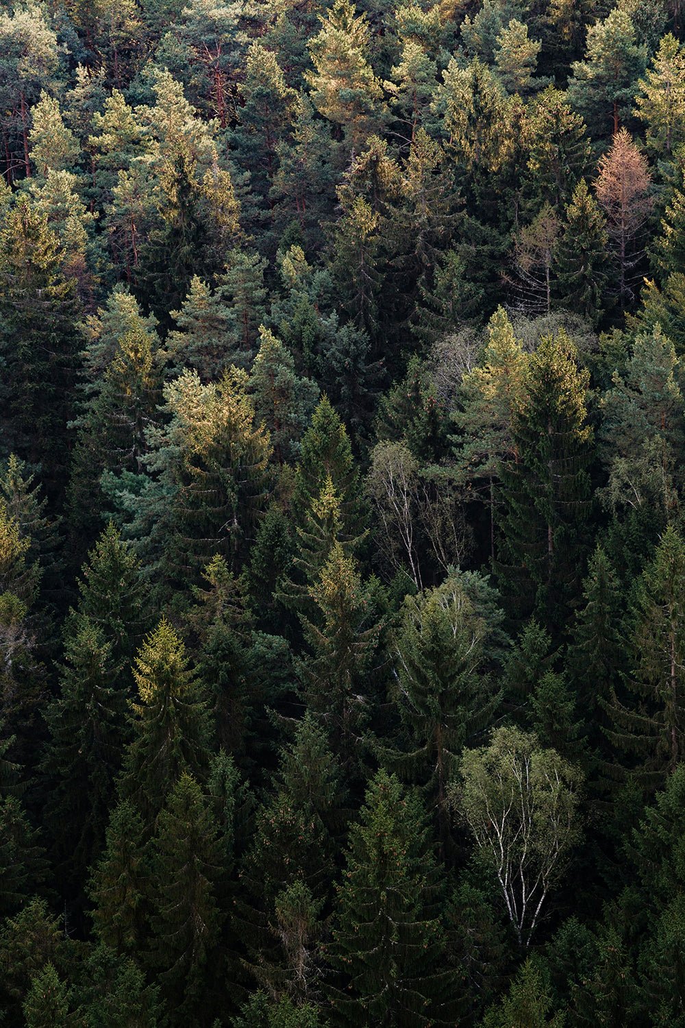 Forest Bitters - Arcana